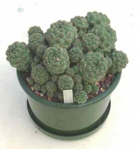 Sulcorebutia_rauschii_2